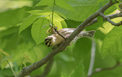 Helmitheros vermivorum
