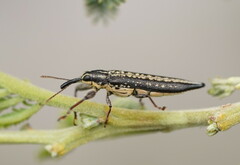 Rhinotia