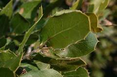 Quercus coccifera coccifera
