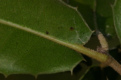 Quercus coccifera coccifera