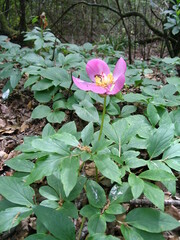 Paeonia broteri