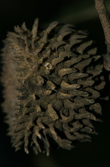 Quercus coccifera coccifera