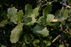 Quercus coccifera coccifera