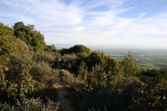 Quercus coccifera coccifera