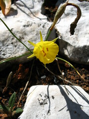 Narcissus bulbocodium