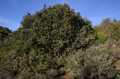 Quercus coccifera coccifera