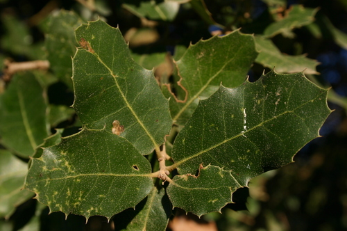 Quercus × eborense