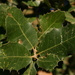 Quercus × eborense - Photo (c) Errol Véla, some rights reserved (CC BY-NC), uploaded by Errol Véla