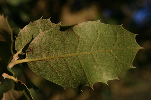 Quercus × eborense