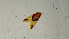 Symphlebia
