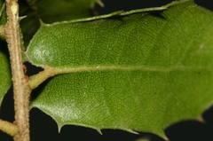 Quercus coccifera coccifera
