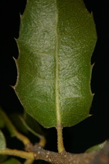 Quercus coccifera coccifera