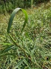 Panicum dichotomiflorum