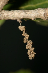 Quercus coccifera coccifera