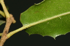 Quercus coccifera coccifera