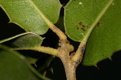 Quercus coccifera coccifera