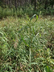 Panicum dichotomiflorum