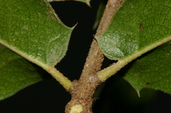Quercus coccifera coccifera