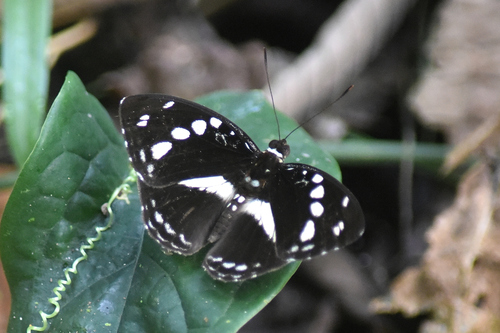 Forest Glade Nymph