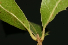 Quercus coccifera coccifera