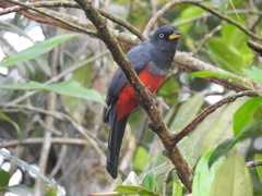 Trogon comptus
