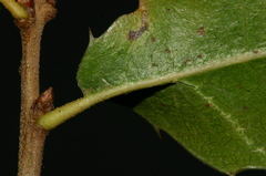 Quercus coccifera coccifera