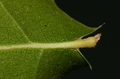 Quercus coccifera coccifera
