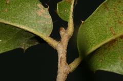 Quercus coccifera coccifera