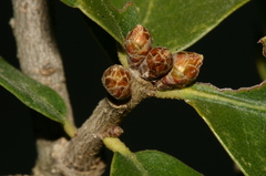 Quercus coccifera coccifera