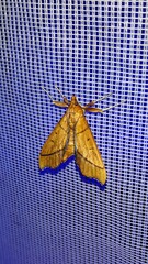 Anarmodia arcadiusalis