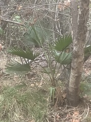 Washingtonia filifera
