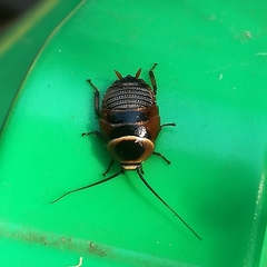 Ellipsidion