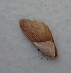 Pseudotsuga menziesii