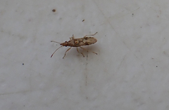 Belonochilus numenius