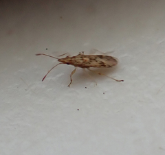 Belonochilus numenius