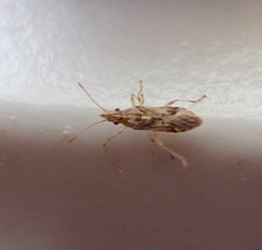 Belonochilus numenius