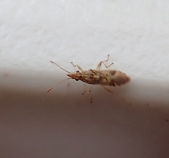 Belonochilus numenius