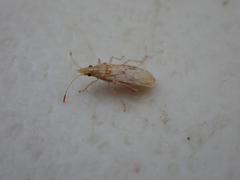 Belonochilus numenius