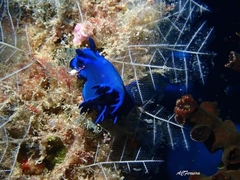 Tambja morosa