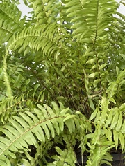 Nephrolepis exaltata
