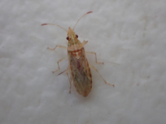 Belonochilus numenius