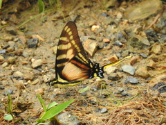 Neographium thyastes