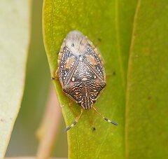 Anischys luteovarius