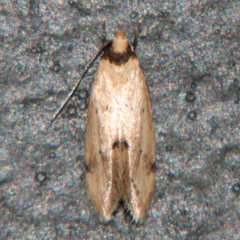 Atalopsis