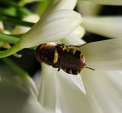 Odontomyia hunteri