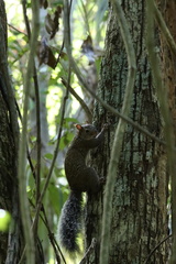 Sciurus yucatanensis