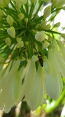 Odontomyia hunteri