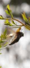 Stigmodera macularia