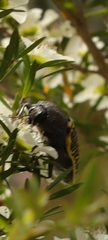 Stigmodera macularia