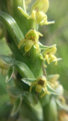 Habenaria parviflora